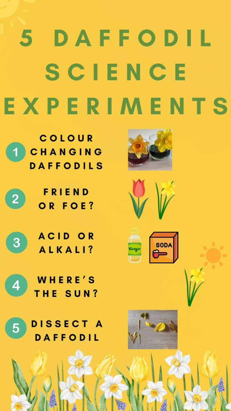 Five Spring Science Experiments with Daffodils