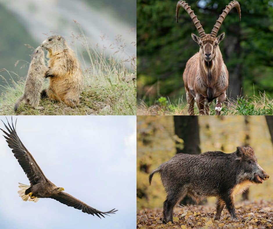 Austrian wildlife - Marmot, Ibex, Golden Eagle, Deer and Wild Boar