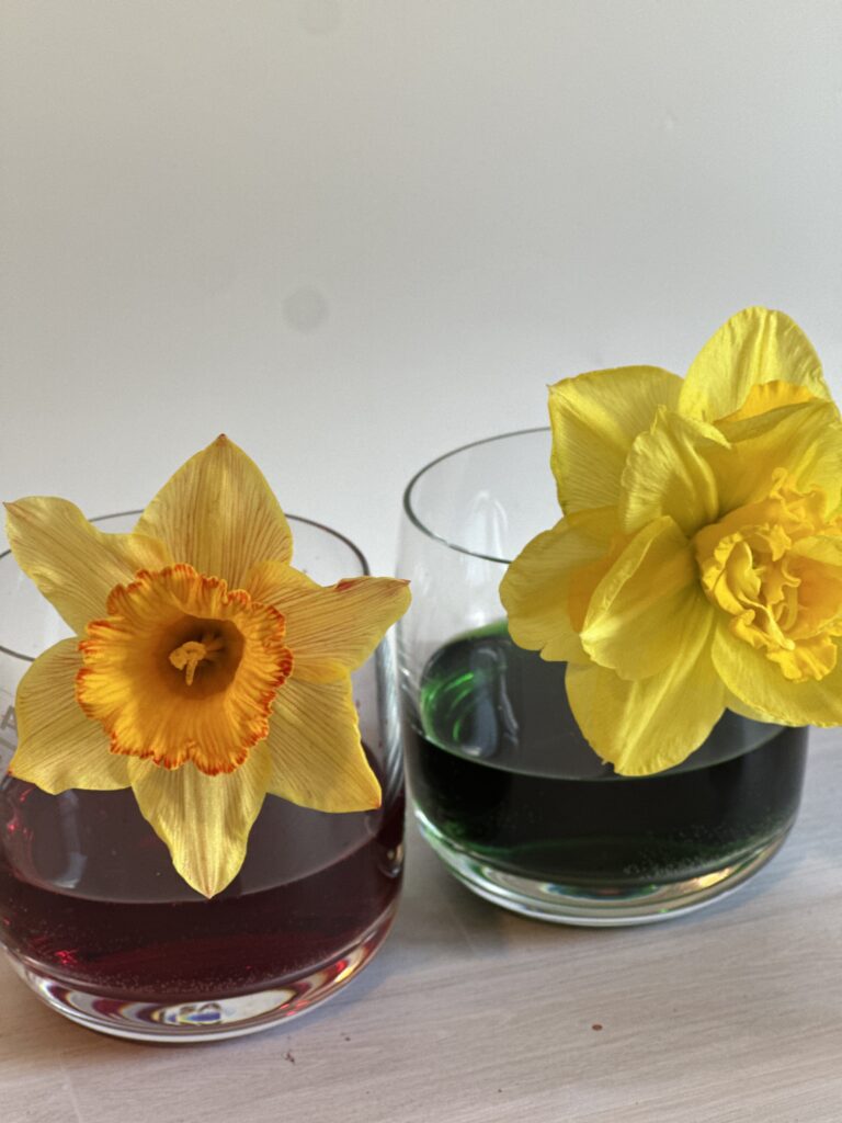 daffodils in water and food colouring to demonstrate transpiration