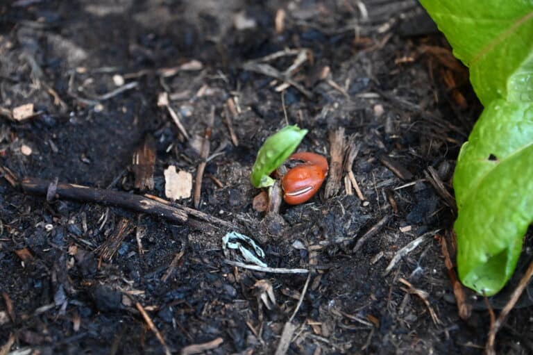The Great Spring Seed Race