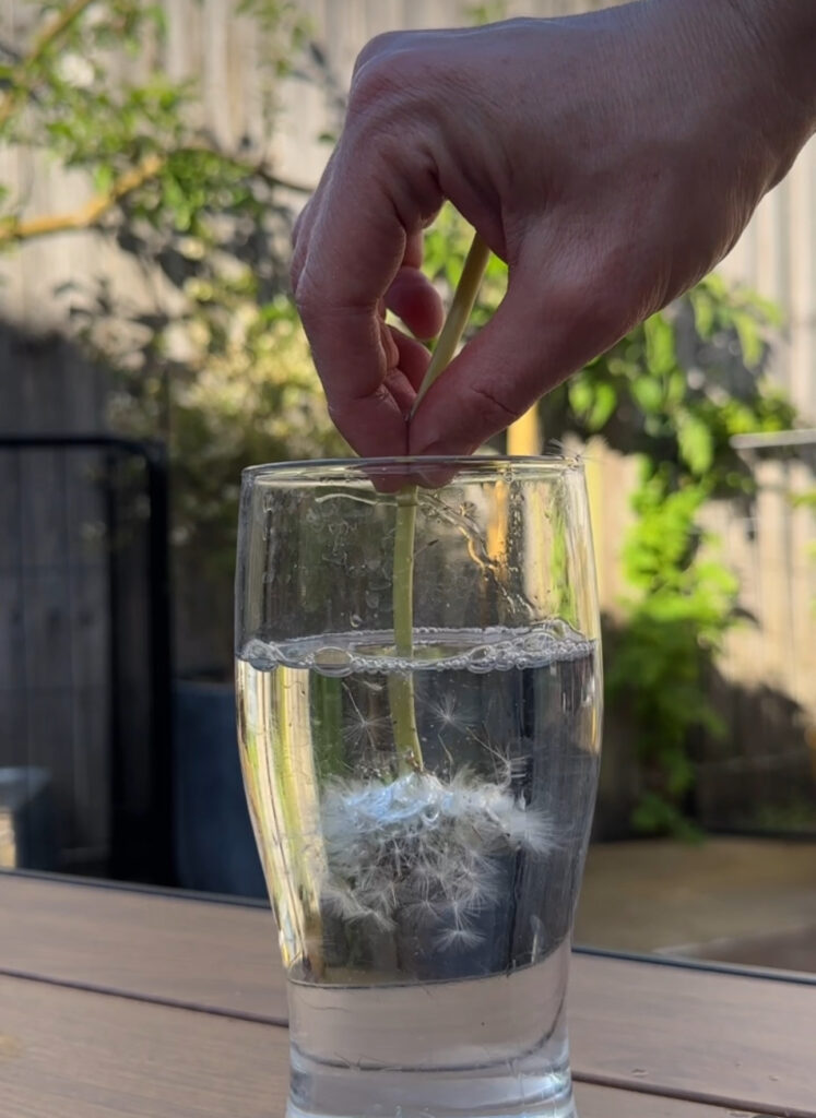 Dandelion in water and dish soap