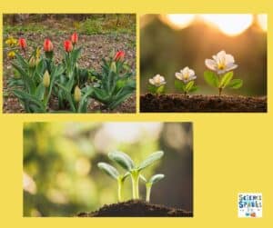 How do plants know when it’s time to grow?