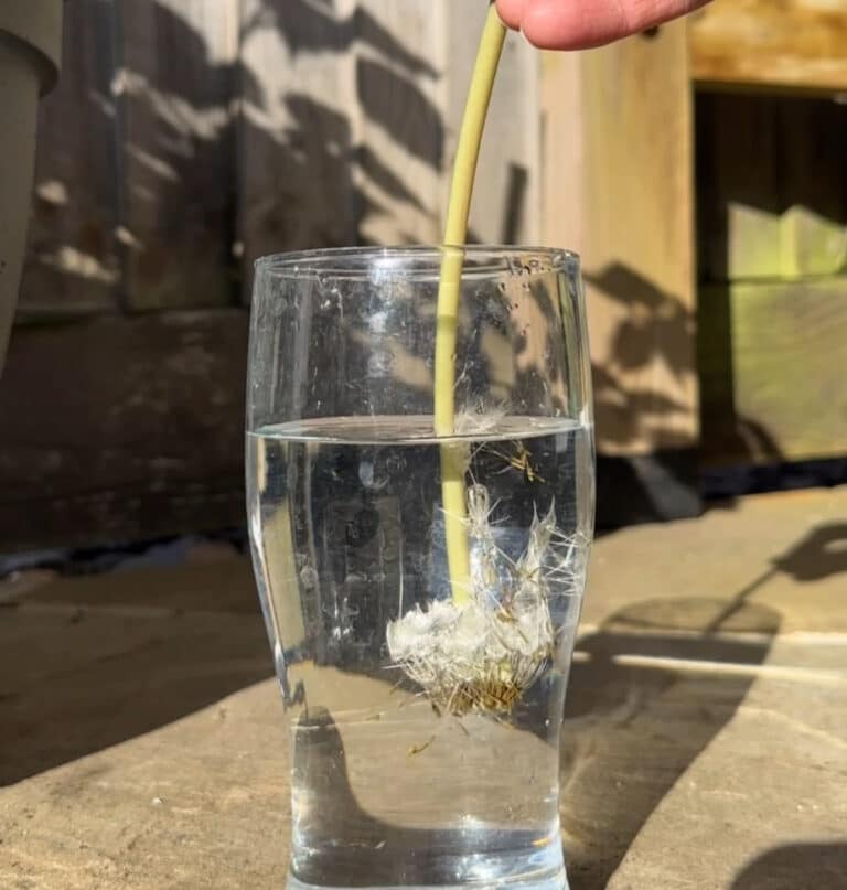Dandelion, Water and Surface Tension Investigation