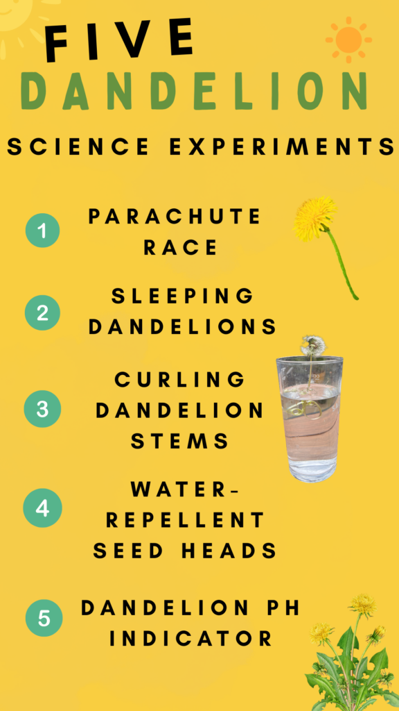 FIVE dandelion science experiments