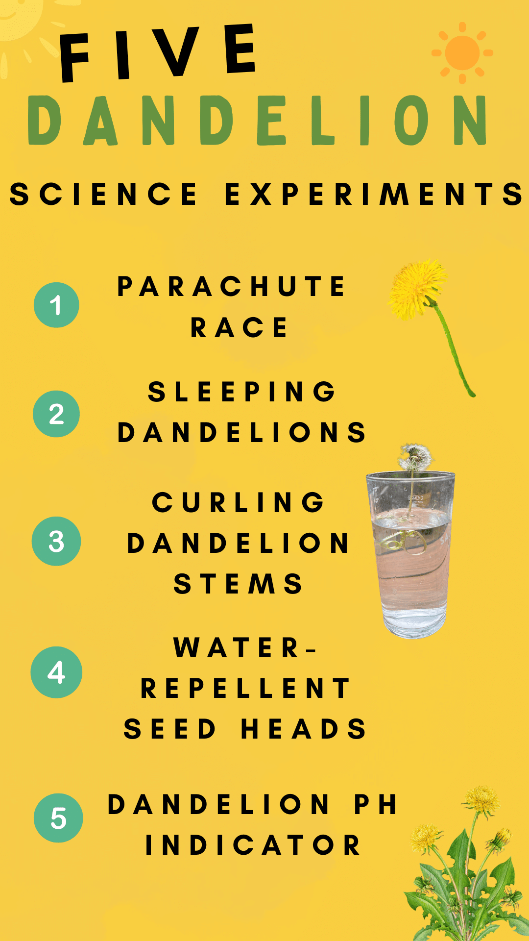 Dandelion Science Experiments