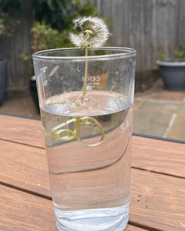 Dandelion Magic Trick-  Make Stems Curl in Seconds