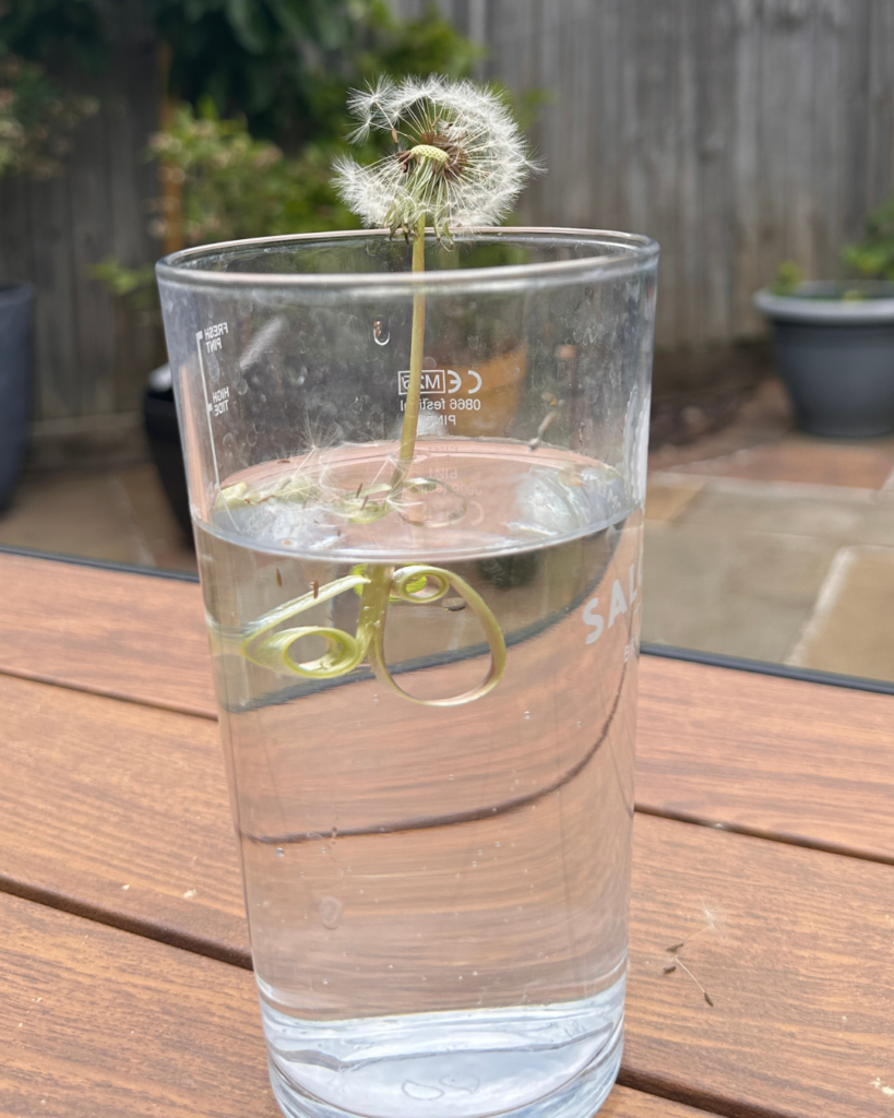 Dandelion curled stem