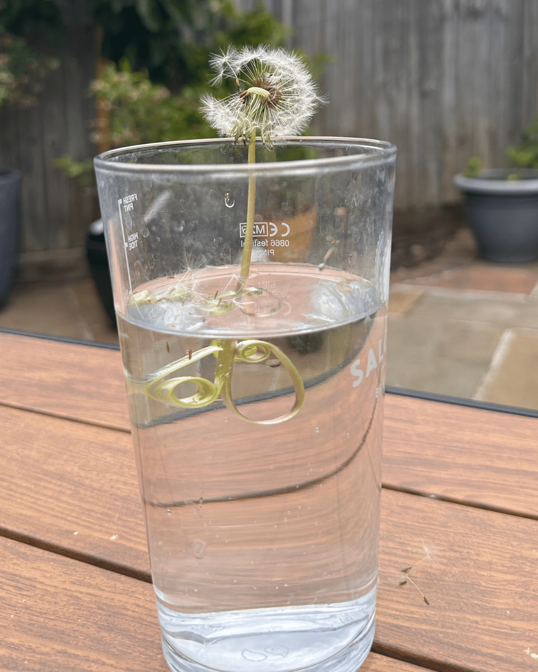 Dandelion Magic Trick: How to Make Stems Curl in Seconds