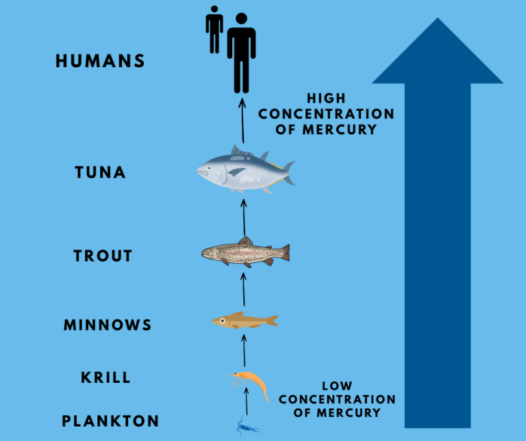 How Pollution Climbs the Food Chain