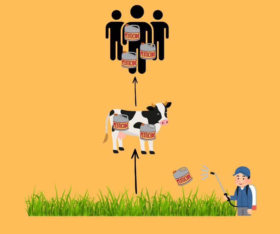 image showing biomagnification of pesticides through the food chain