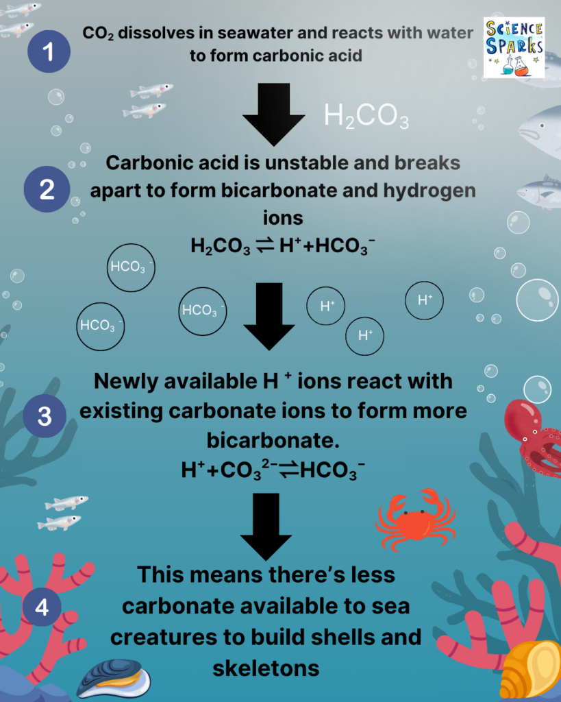 Ocean Acidification Diagram