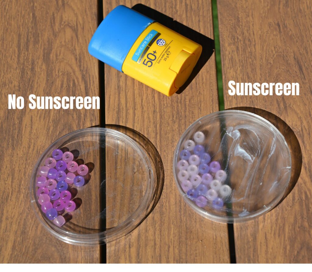 UV beads changing colour in the sun. One petri dish is covered in sunscreen and has lightly coloured beads in it.