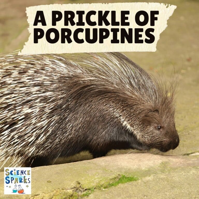 20 Funny Animal Group Names You’ll Never Forget