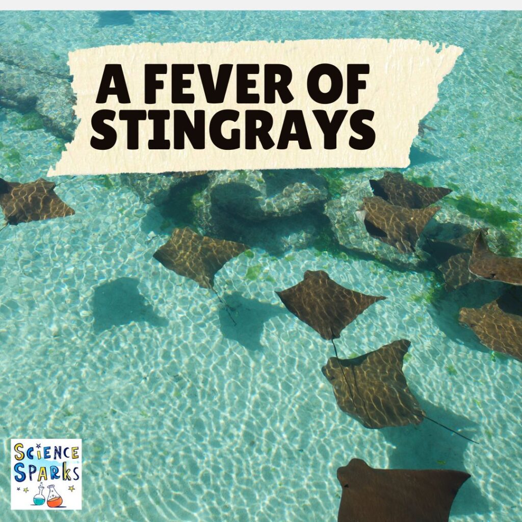 A fever of Stingrays