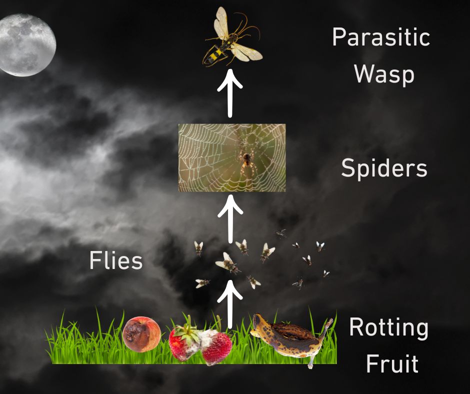 spider and parasitic wasp food chain